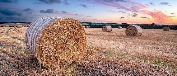 Round hay bales in a harvested field at sunset with a colorful sky and scattered clouds.