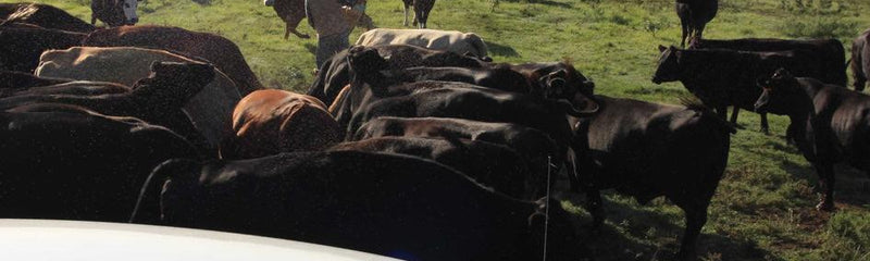 Cattle Sirens