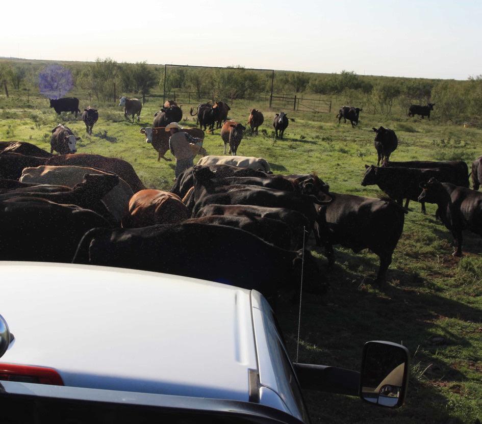 A herd of cattle grazing in a grassy field, with a white truck visible in the foreground.