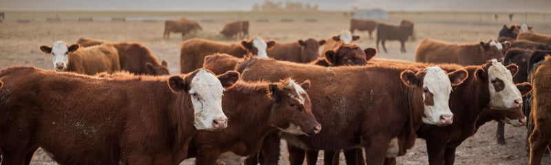 Cattle & Ranching