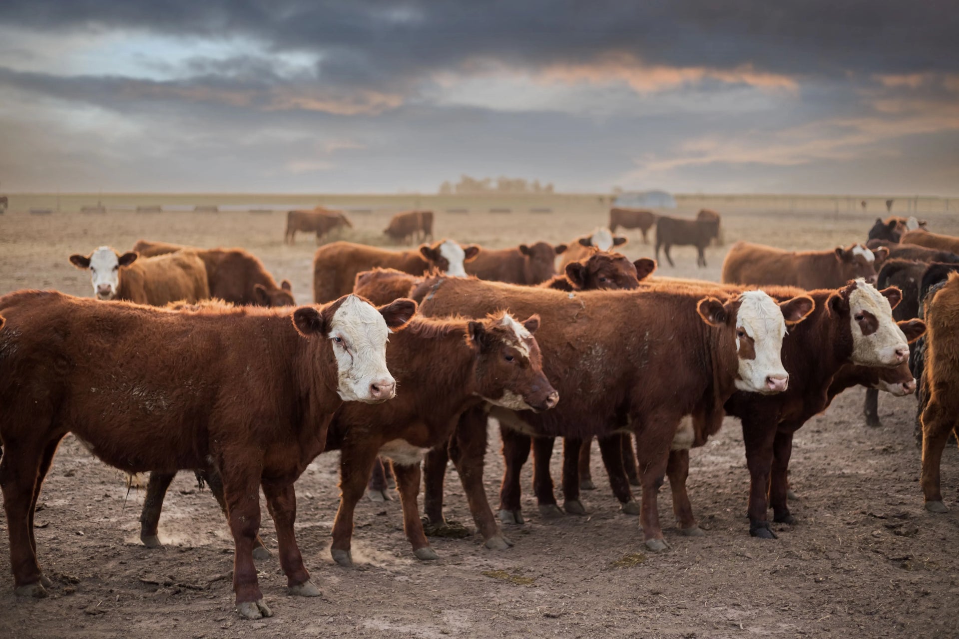 Cattle & Ranching