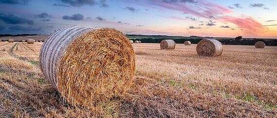 Round hay bales in a harvested field at sunset with a colorful sky and scattered clouds.